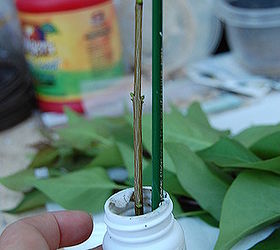 how to root roses lilacs and other semi hardwood cuttings, gardening, Cloning gel there are also powders out there also known as rooting mediums I have read that they contain anti fungals to prevent rot but I am not sure