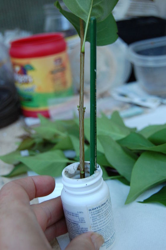 how to root roses lilacs and other semi hardwood cuttings, gardening, Cloning gel there are also powders out there also known as rooting mediums I have read that they contain anti fungals to prevent rot but I am not sure