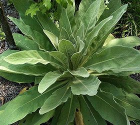 does anyone know what this plant is the leaves are fuzzy 0 o