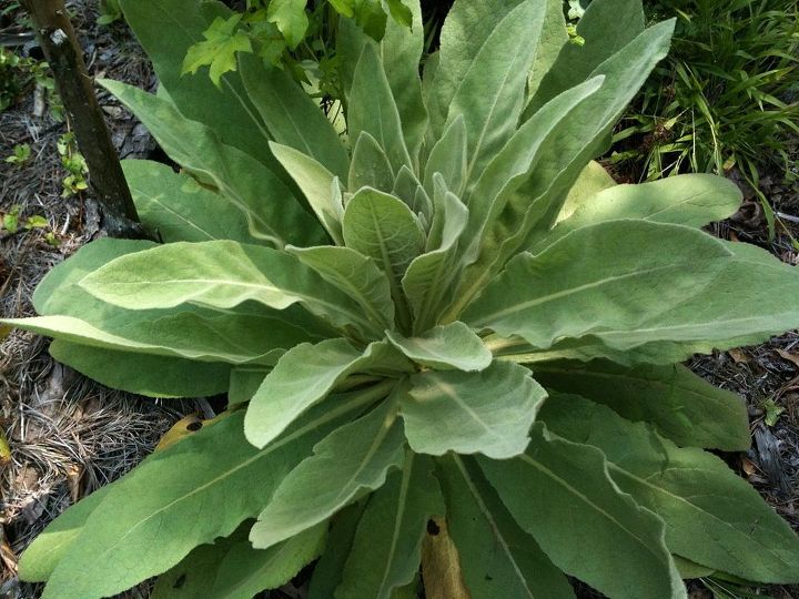 alguien sabe qu es esta planta las hojas son borrosas 0 o