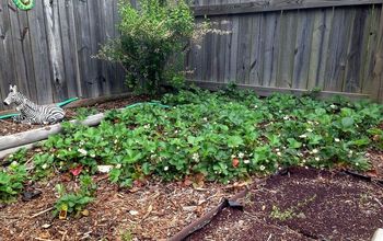 2014's Strawberry Patch is Thriving.