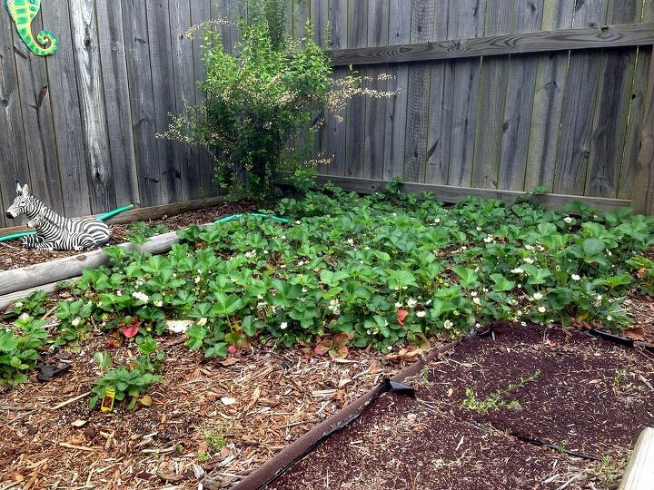2014 s strawberry patch is thriving, gardening