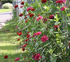 practically care free flowers as well as beautiful amp show stoppers, flowers, gardening, perennials, Zinnia s the more you cut the faded flowers the longer they promote flowers and will last til Late Fall