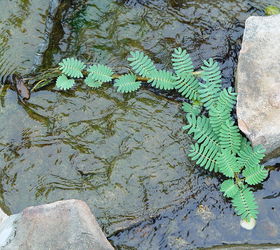 pond plant what is it, gardening, ponds water features, The plant is growing