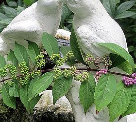 beautyberry on the fountain, gardening, Beautyberry bushes are making their beautiful purple berries now or