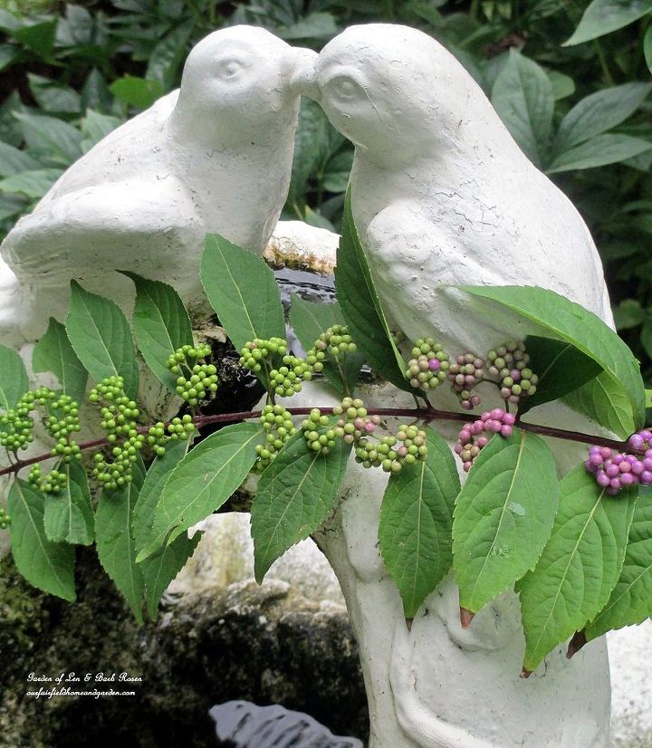 beautyberry on the fountain, gardening, Beautyberry bushes are making their beautiful purple berries now or