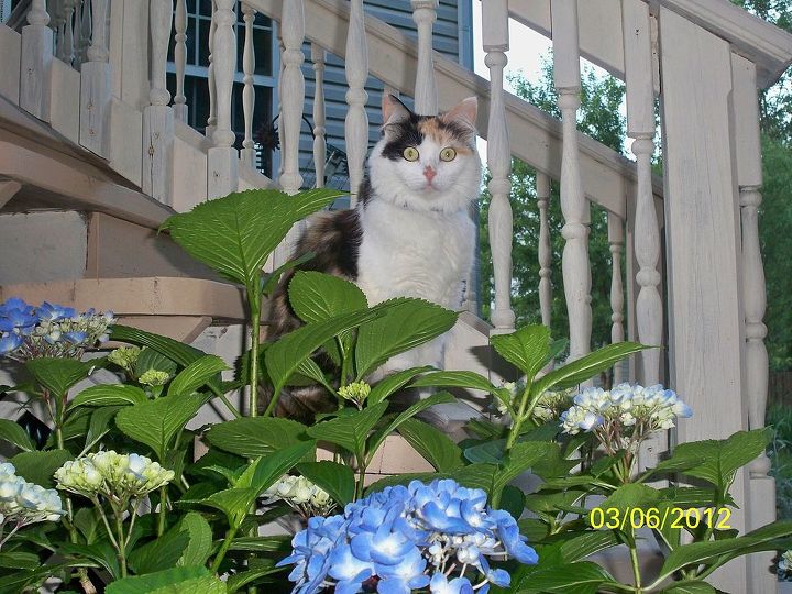 my hydrangeas, flowers, gardening, hydrangea, Miss Cleo hiding in the Hydrangeas She s the Garden Supervisor