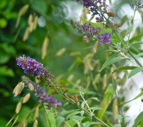 my garden in august, flowers, gardening, hydrangea, I love this combination purple butterfly bush Buddleia and Northern Sea Oats Chasmantheum latifolium
