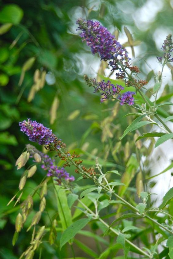 my garden in august, flowers, gardening, hydrangea, I love this combination purple butterfly bush Buddleia and Northern Sea Oats Chasmantheum latifolium