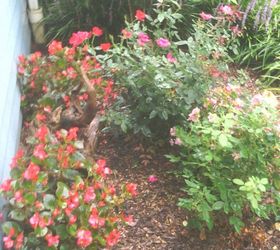 flowers, flowers, gardening, My begonias and roses