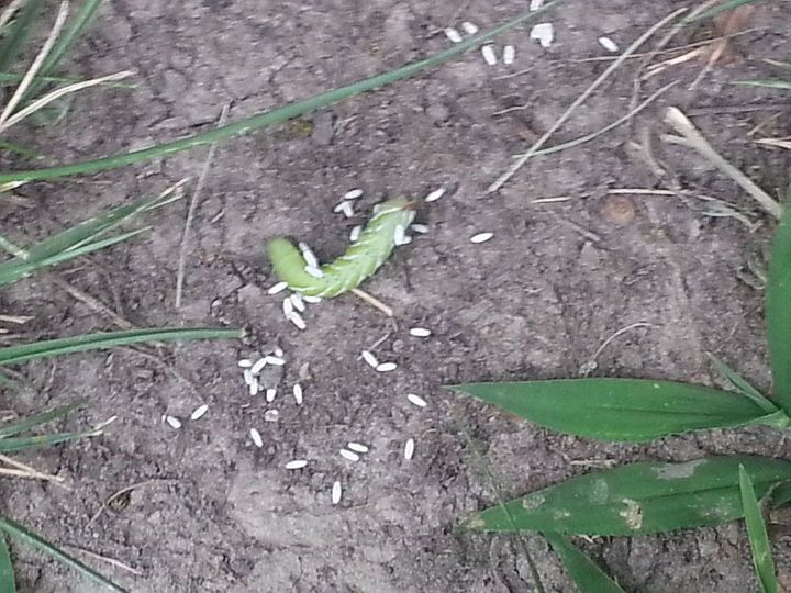 q what is hanging in this caterpillar, gardening, pets animals