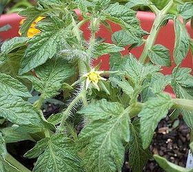 tomato plants container gardening, container gardening, gardening