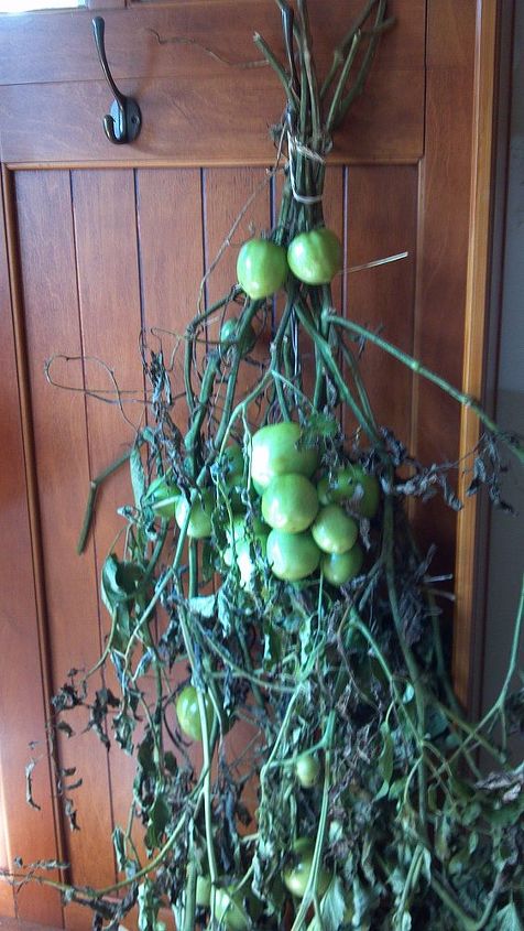 save the tom toms freeze warning, gardening, Mom said they would pull the whole plant up and hang it roots and all in the barn to finish developing