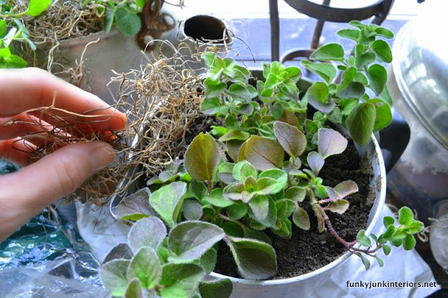 make an old kettle herb garden in seconds, gardening, repurposing upcycling, A peat moss based potting soil was added then a little spanish moss to hide the soil which makes the pots look fuller More pics at