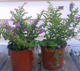 bought a couple of plants called cuphea allyson amp then put in my pots with vinca, gardening, Cuphea Allyson got both for 4