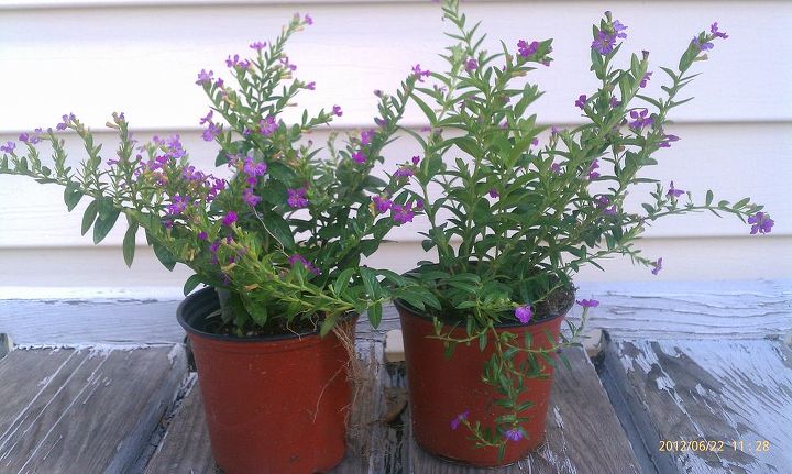 bought a couple of plants called cuphea allyson amp then put in my pots with vinca, gardening, Cuphea Allyson got both for 4