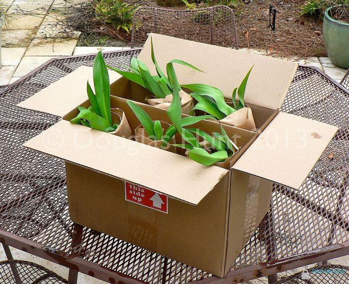 share your mail order plant sources, flowers, gardening, perennials, In the FedEx box