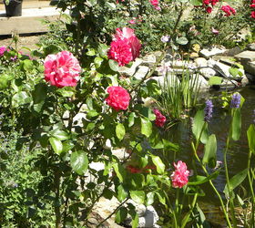 rock and roll rose, flowers, gardening, My husbands favorite rose out there smells wonderful