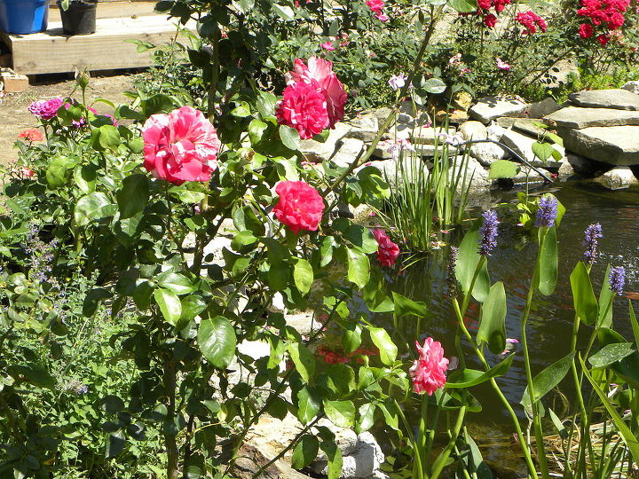 rock and roll rose, flowers, gardening, My husbands favorite rose out there smells wonderful