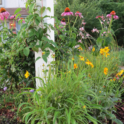 update on my cottage mailbox garden, flowers, gardening, My cottage mailbox garden