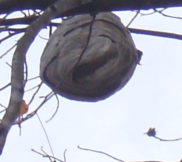 this thing is high up in a tree in my yard i figure it s holding, outdoor living, pest control, pets animals