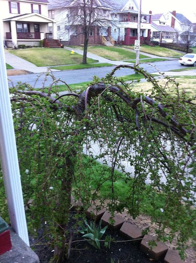 can this weeping cherry tree be pruned