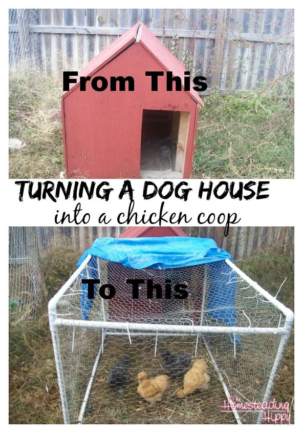 diy chicken coop, diy, homesteading, pets animals