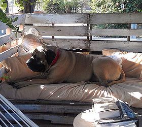 my ranch style rustic pallet daybed, diy, outdoor furniture, outdoor living, painted furniture, pallet, repurposing upcycling, rustic furniture, woodworking projects, There s even plenty of room for a 210 lb English Mastiff