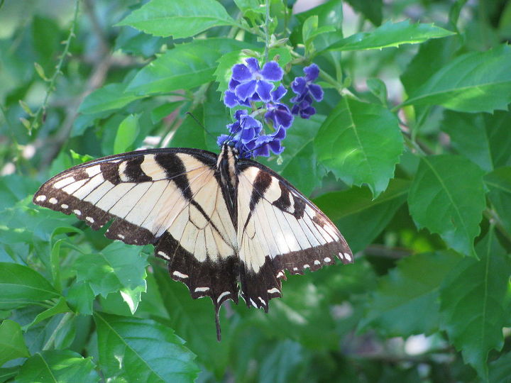 welcome to my garden pretty butterfly, gardening