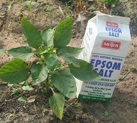 top 10 easy backyard ideas for entertaining, Short on fertilizer Use Epsom salts on your garden This is a well known secret among green thumbs You will want to use 2 tablespoons of salt per gallon for potted plants and then use it instead of watering at least once a month
