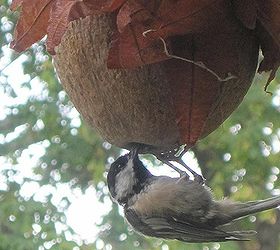 make a coconut bird feeder, crafts, gardening