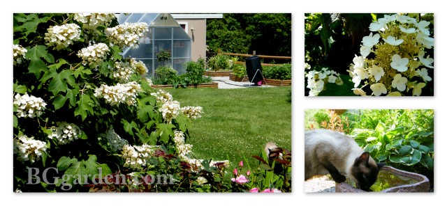 first fertilize friday in my ohio garden, flowers, gardening, hydrangea, The Oakleaf Hydrangea is always looking spectacular in my garden