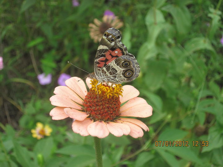 zinnia s and butterflies, flowers, gardening, pets animals