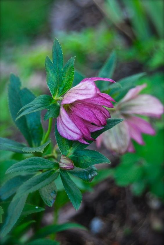 lenten roses for your spring shade garden, gardening, A pink lotus flowering Helleborus variety