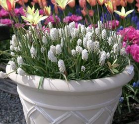 six fabulous spring containers, container gardening, gardening, Layering bulbs like these white grape hyacinths and yellow tulips creates a show stopping planter for your front door