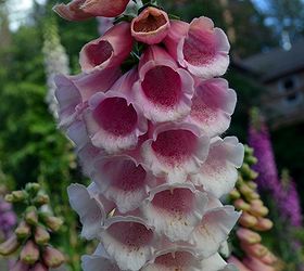 foxglove an easy cottage garden flower, flowers, gardening, Delicate pinks with a reverse ombre effect