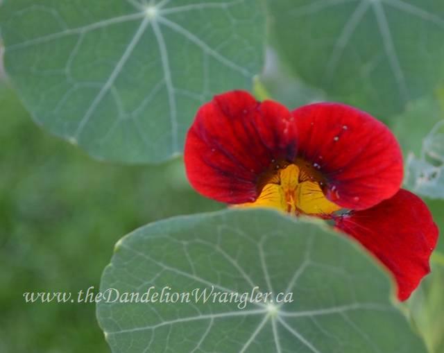 nasturtiums scarification and other fun with preschoolers, flowers, gardening, Nasturtium in bloom An excellent addition to and vegetable or flower garden