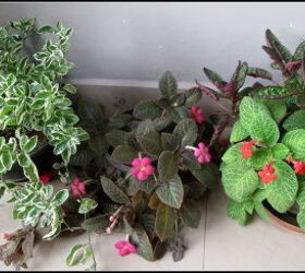identify plant, gardening
