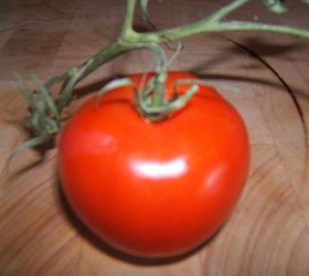 tomatoe hornworms, gardening, A beautiful tomatoe that the hornworm never got