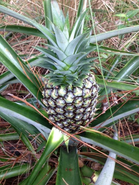 my first grown home pineapple, gardening