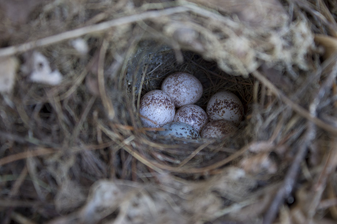 can someone tell me what bird this is, pets animals, The eggs