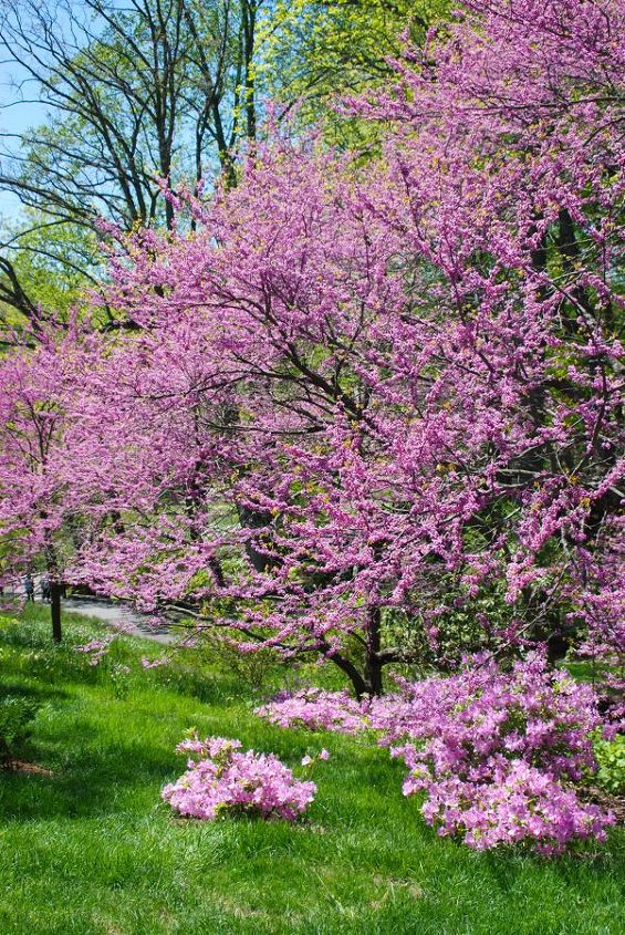 winterthur s sycamore hill, flowers, gardening, landscape, Amazing how the color of the redbud and azalea flowers flow into one another