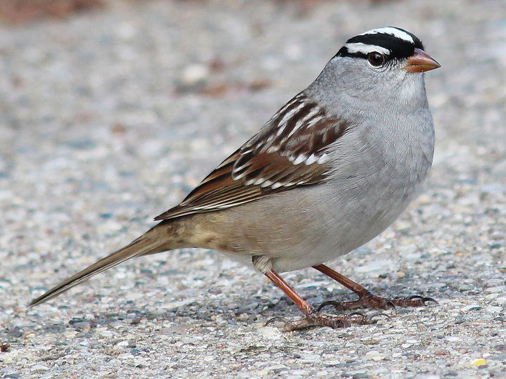 too many birds to count, pets animals, White Crowned Sparrow