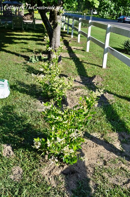 planting a privet hedge, flowers, gardening, We planted 27 waxleaf ligustrums to create a hedge around our property