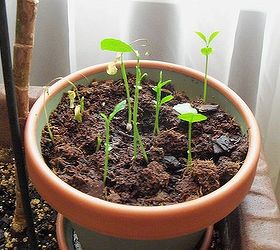 growing lemon tree from seeds, gardening, still growing