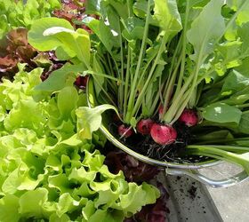 may garden makeover, gardening, raised garden beds, Seek out and harvest early spring crops like radishes They are easily replanted