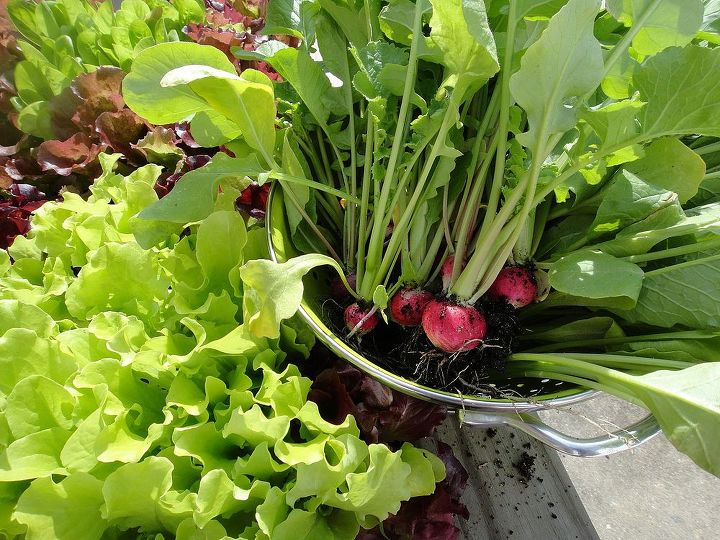 may garden makeover, gardening, raised garden beds, Seek out and harvest early spring crops like radishes They are easily replanted