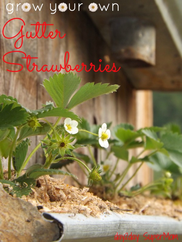 upcycle gutters into a strawberry planter, gardening, repurposing upcycling