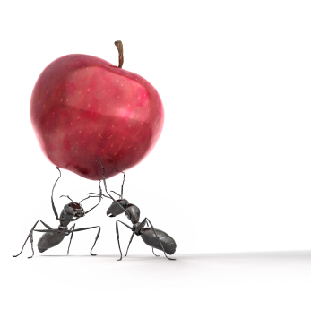 how to avoid ants before spring arrives, pest control