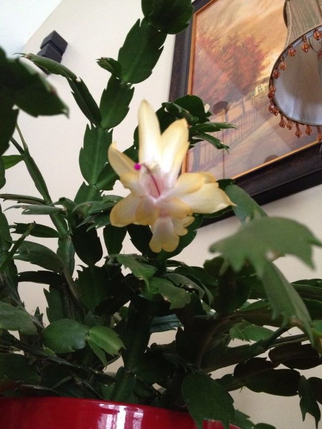 christmas cactus bloom, flowers, gardening, home decor, This healthy plant is now producing weirdly colored blooms